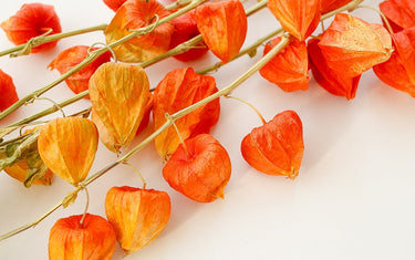 Dried Physalis: Little Lanterns That Glow All Year Round