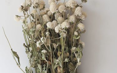 gomphrena flower, dried, white