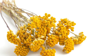 lona, dried, natural yellow