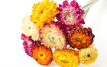 mixed colour helichrysum