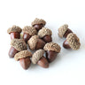 acorn