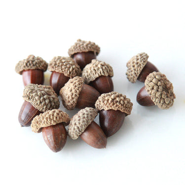 acorn