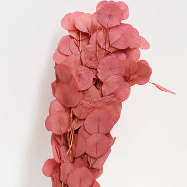 Eucalyptus Cinerea, Autumn Red, Preserved