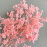 preserved asparagus fern, cerise, baby pink bunch, 100g