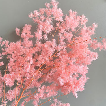 preserved asparagus fern, cerise, baby pink bunch, 100g