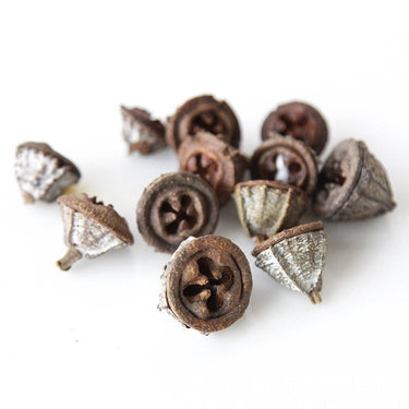 big dried eucalyptus fruit