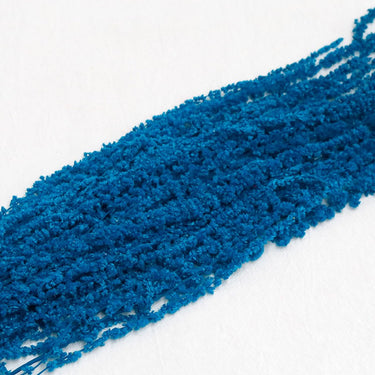 Preserved Amaranthus Blue