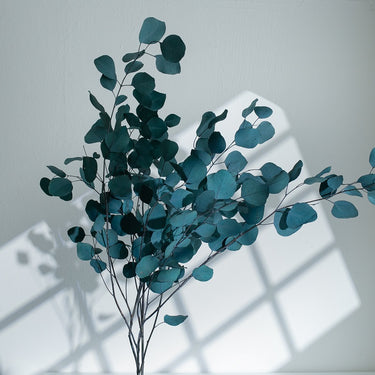blue eucalyptus cinerea