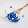 blue glixia flower