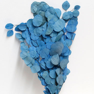 Eucalyptus Cinerea, Blue, Preserved