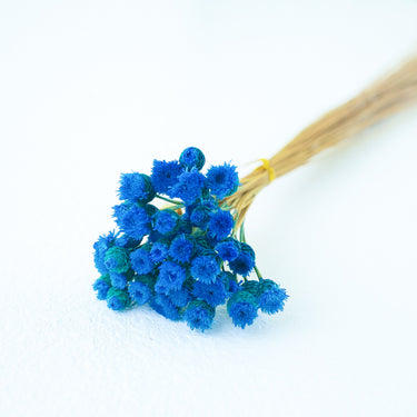 chamomile daisy diamond blue, preserved