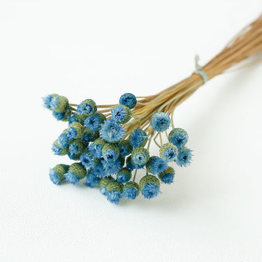chamomile daisy light blue