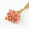 chamomile daisy pastel pink