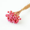 chamomile daisy pink