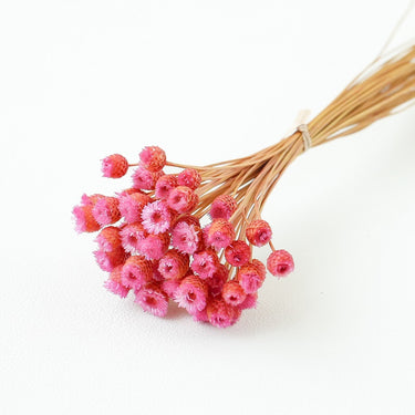 chamomile daisy pink