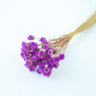 chamomile daisy purple