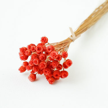 chamomile daisy red