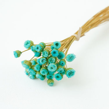 chamomile daisy tiffany blue