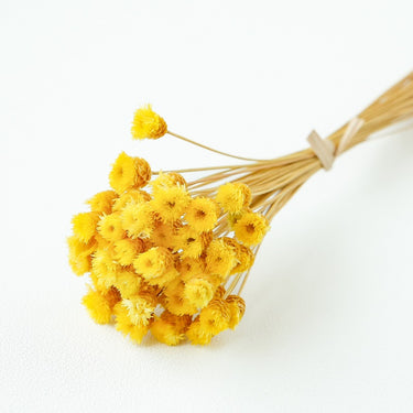 chamomile daisy yellow