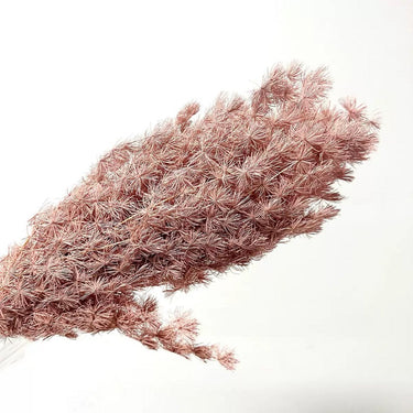 Preserved Asparagus Fern, Ash Brown Bunch