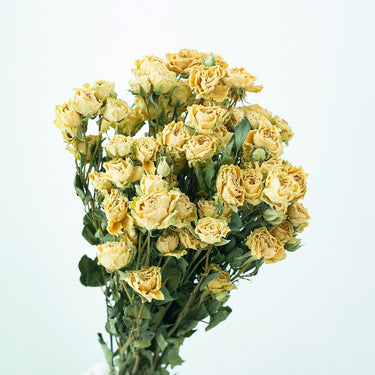 cream dried roses