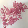 dark pink asparagus fern