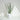 dollar gum eucalyptus baby green, dried, 45cm