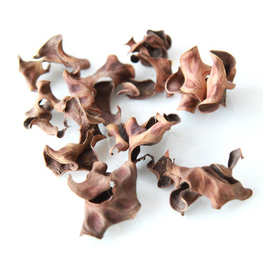dried acacia seed