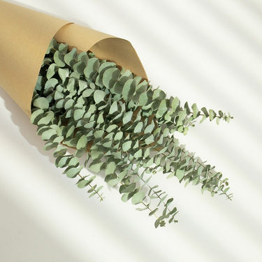 dollar gum eucalyptus baby green, dried, 45cm