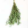 dried eucalyptus parvifolia