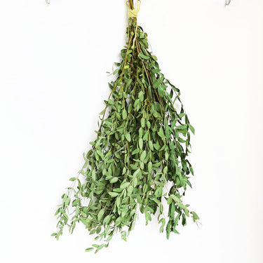 dried eucalyptus parvifolia