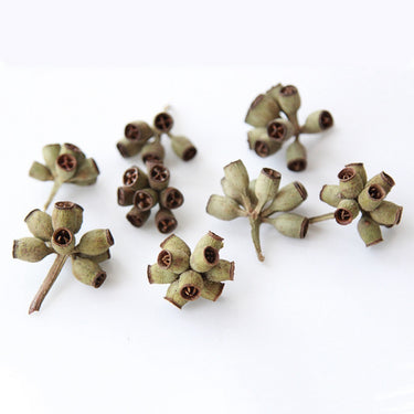 dried fruit eucalyptus conical gum nuts