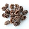 Dried Fruit Black Seeds