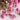 gomphrena flower, dried, natural purple