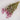 gomphrena flower, dried, natural pink