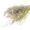 dried love grass natural colour