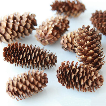 dried pine cones