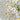 dried daisy flowers bouquet, real dry white flowers with stems
