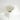 dried daisy flowers bouquet, real dry white flowers with stems