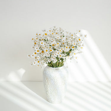 dried daisy flowers bouquet, real dry white flowers with stems