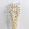 flax (linum) bleached white