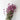 gomphrena flower, dried, natural purple
