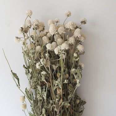 gomphrena flower, dried, white
