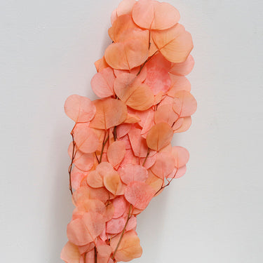 Eucalyptus Cinerea, Gradient Pink , Preserved