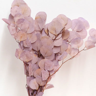 Eucalyptus Cinerea, Gradient Violet , Preserved