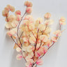 Eucalyptus Cinerea, Gradient White & Pink , Preserved