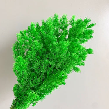 green asparagus fern
