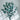 green eucalyptus cinerea