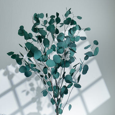 green eucalyptus cinerea