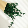 green preserved eucalyptus parvifolia